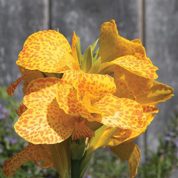 4" Canna Cannova Lilly - Gold Leopard Yellow