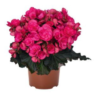 4.5" Terra Hiemalis Begonia - Move 2 Hot Pink