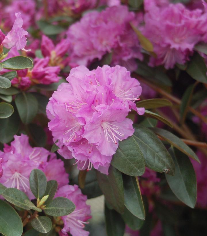 3G Rhododendron X 'PJM Elite' - Evergreen - 1001706
