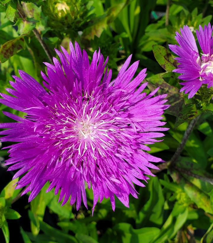 1G Stokesia Laevis 'Honeysong Purple' - Aster - 1008015