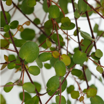 4.5" - Muehlenbeckia axillaris 'Coins' (Creeping Wire Vine)