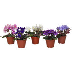 2.5" African Violet Mini - F0189