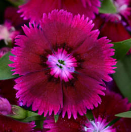 804 - 4 Pack Dianthus - Floral Lace Purple