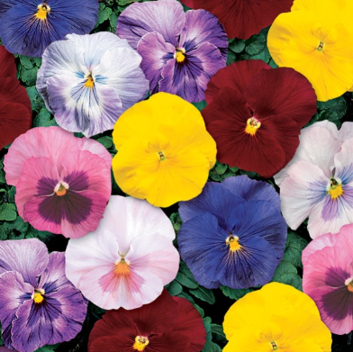 804 Pansy Delta Classic - Monet Mix