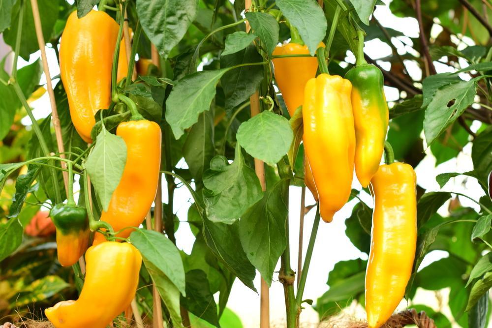 8" TP Pepper - Fresh Bites Yellow