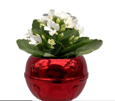 2.5" Chime Belle Mini - S4722