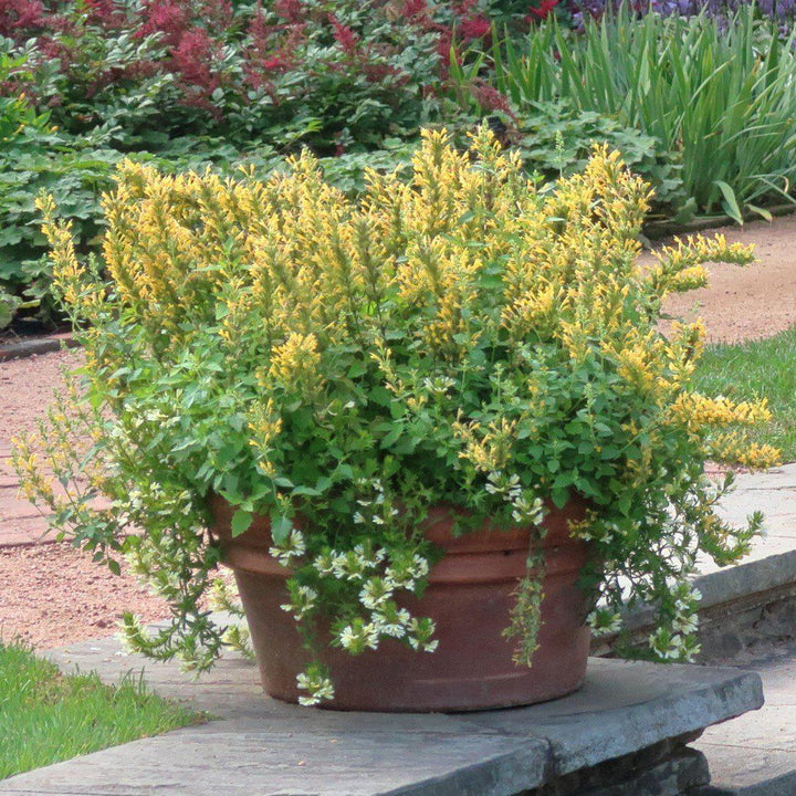 Kudos™ Yellow Hummingbird Mint, Hyssop