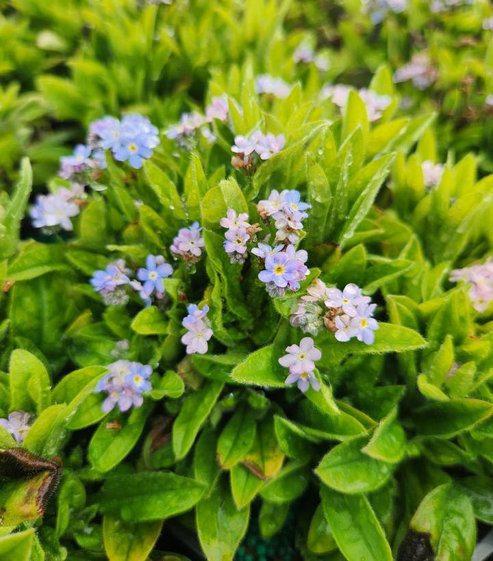 1G Myosotis sylvatica 'Mon Amie Blue' Mon Amie Blue Forget-Me-Not 1004815