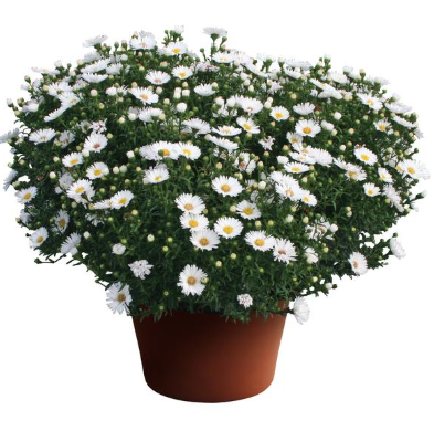 9" Aster - Puff White