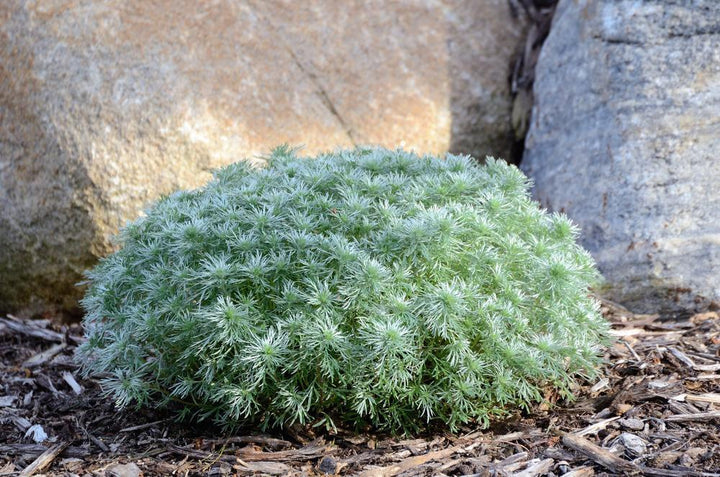 2G Artemisia Schmidtiana 'Silvermound' - Wormwood - 1000898