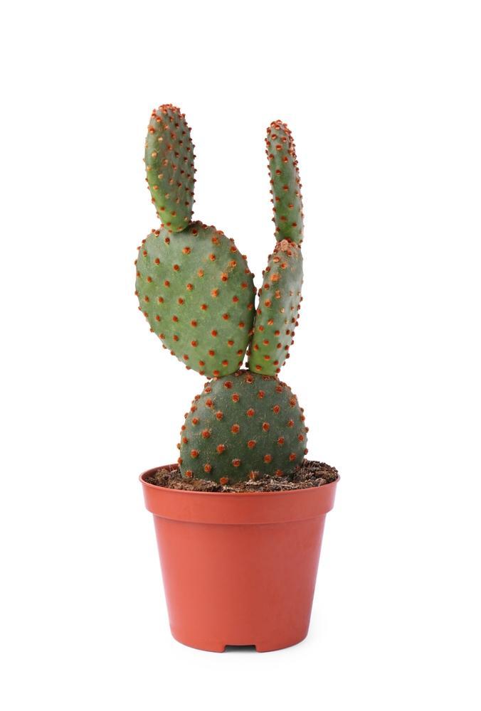 3.5" Opuntia (Prickly Pear Cactus)