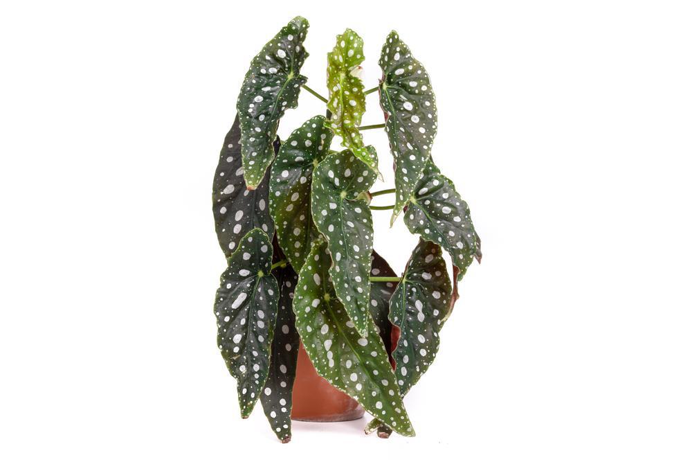 6" HB Begonia Maculata Hanging Basket
