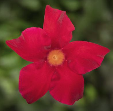 12.5" Urn Mandevilla Madinia - Maximo Scarlet