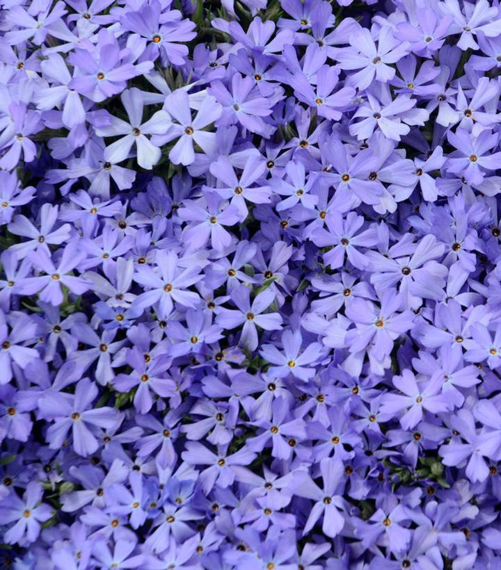 1G Phlox X 'Violet Pinwheels' - 1015351