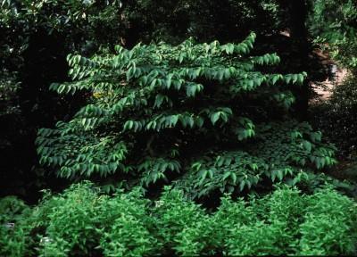 5G Viburnum plicatum t. 'Shasta' Shasta Doublefile Viburnum 1001527