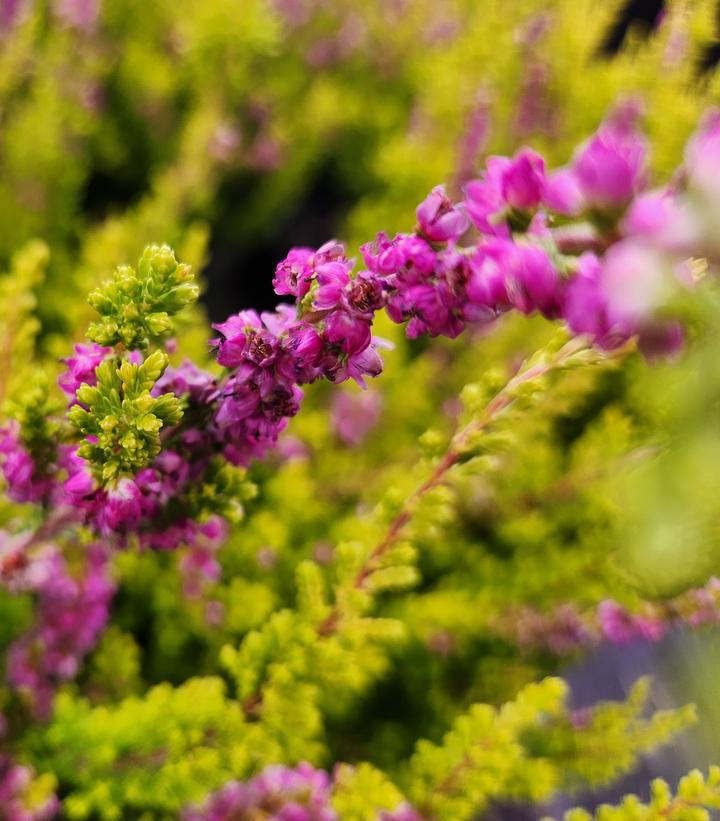 1G Calluna Vulgaris 'Maires' - Scotch Heather - 1000996