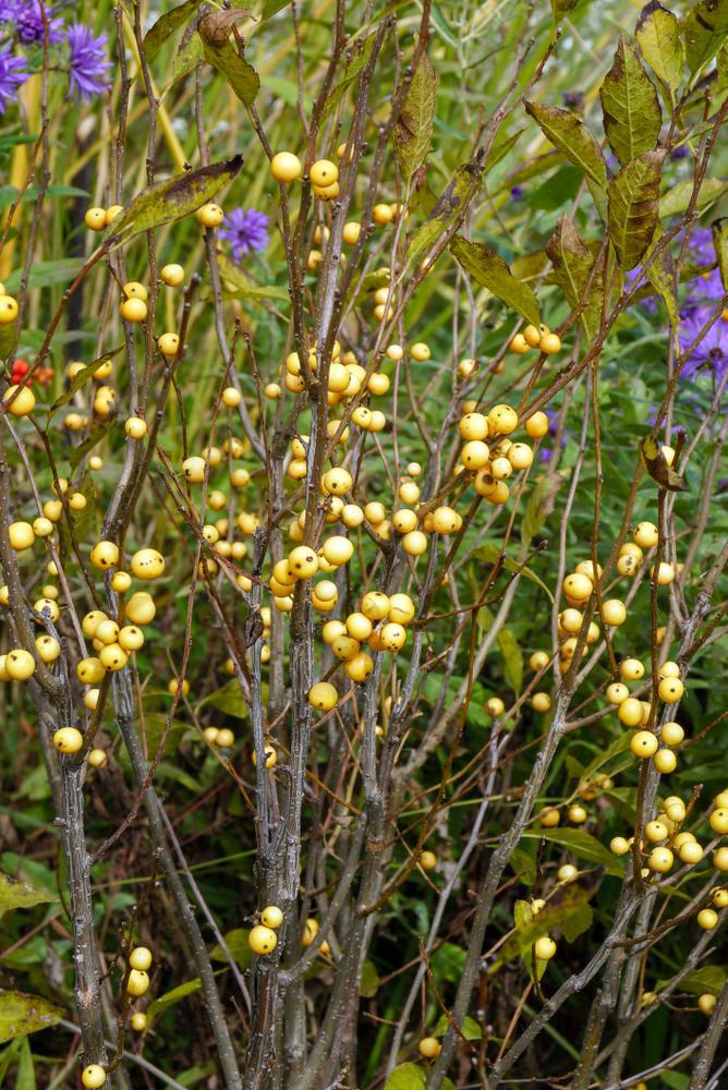 8" Ilex verticillata 'Berry Heavy Gold' Berry Heavy® Gold Winterberry: Patent PPAF 1012936