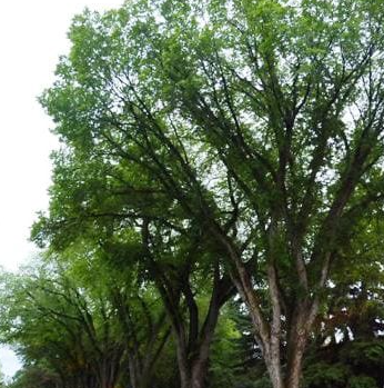 10G Ulmus Americana - Princeton Elm -  90226-1325