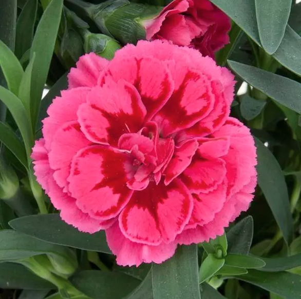 4.5" Dianthus - Oscar Violet + Pink