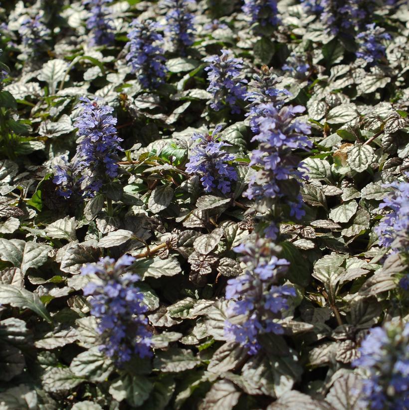 3" Ajuga pyramidalis 'Metalica Crispa' Metallica Bugleweed 1002852