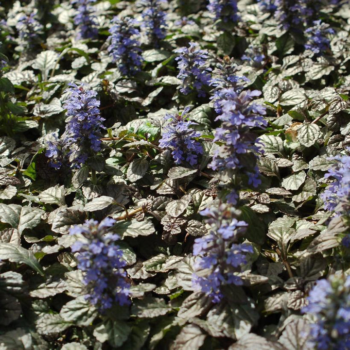3" Ajuga pyramidalis 'Metalica Crispa' Metallica Bugleweed 1002852