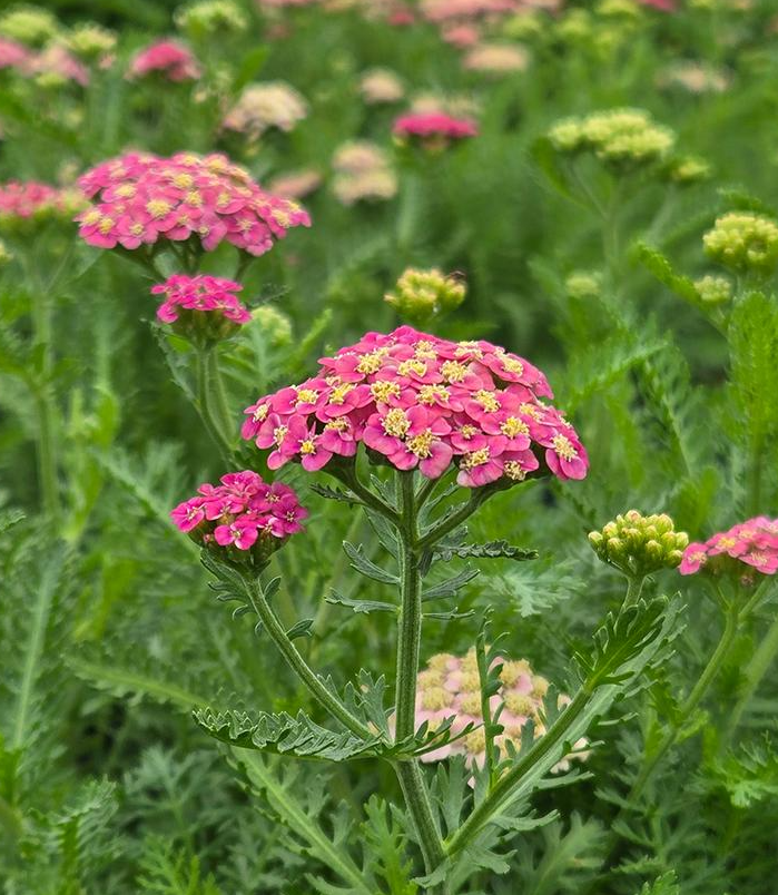 1G Achillea Millefolium 'Skysail Bright Pink' - Yarrow - 1027735