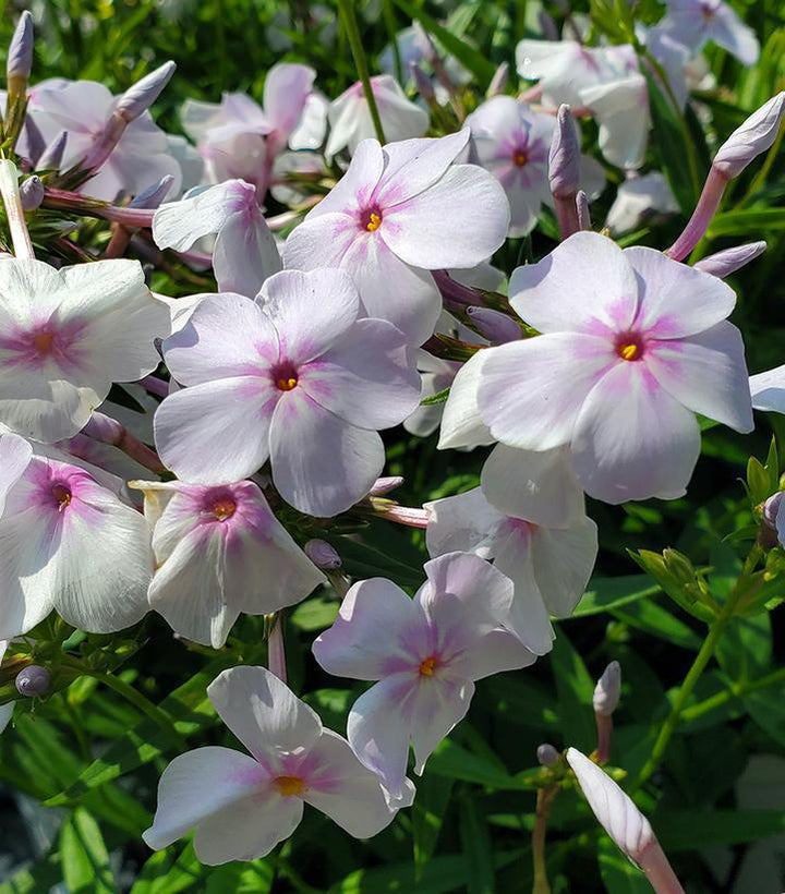1G Phlox x 'Opening Act Pink-a-Dot