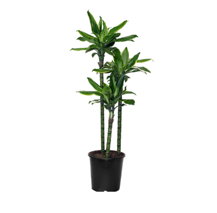 8.5" (21cm) Dracaena Golden Coast Cane - G5722