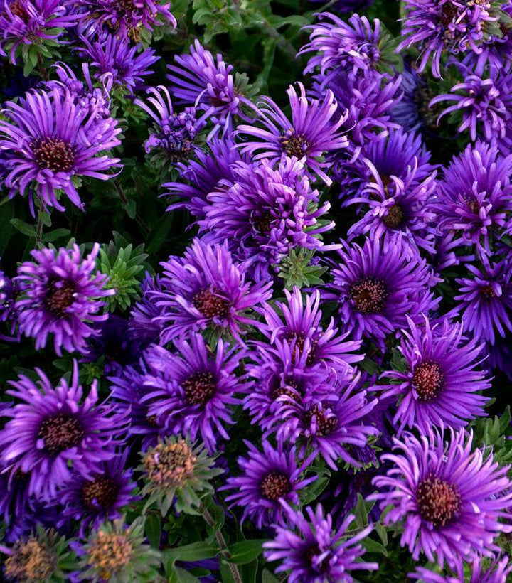 8" Aster novae-angliae 'Grape Crush' Grape Crush New England Aster: Patent PP33,612 1013367