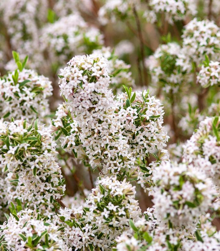 7G Daphne X burkwoodii 'Carol Mackie' Carol Mackie Daphne 1006993