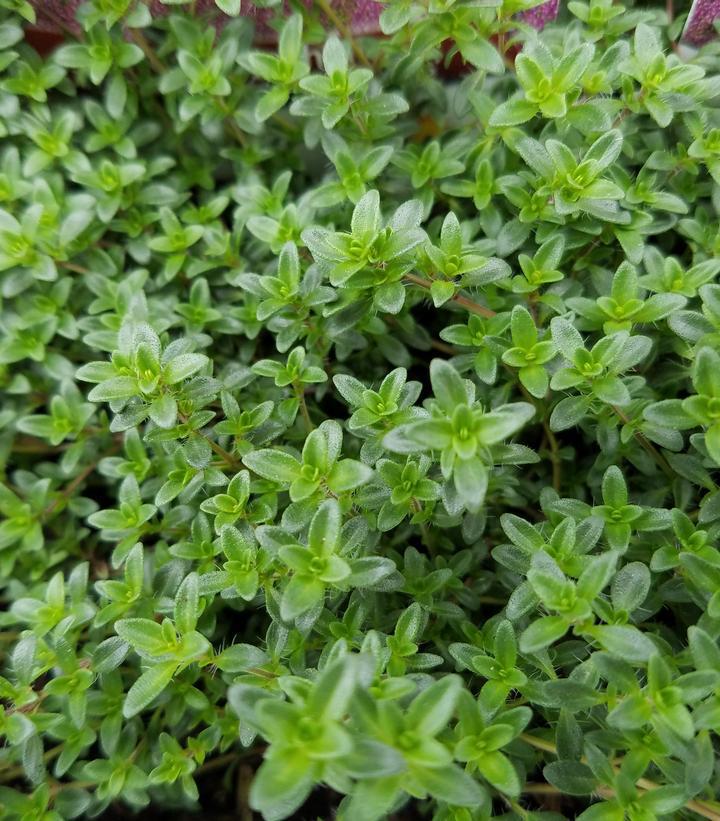 3" Thymus Praecox 'Coccineus' - Red Creeping Thyme - 1002603