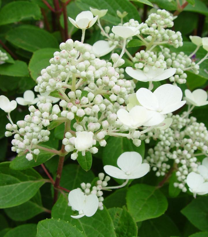 7G Hydrangea pan. 'Quick Fire' ('Bulk') Quick Fire® Hydrangea: Patent PP16812 Treeform Panicled 1004965