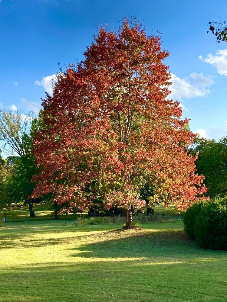 7G Acer Rubrum - October Glory - Maple Tree - 04550-1100