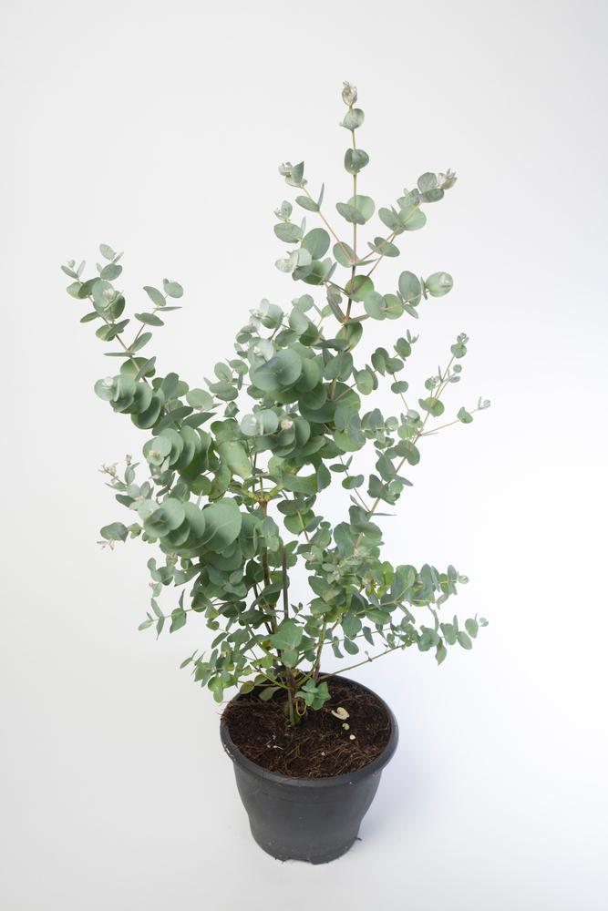 4" Herb - Eucalyptus - Silver Dollar