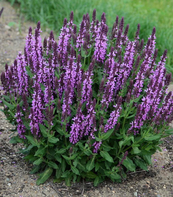 1G Salvia nemerosa 'Pink Profusion' Perennial Salvia: Patent PPAF 1010947