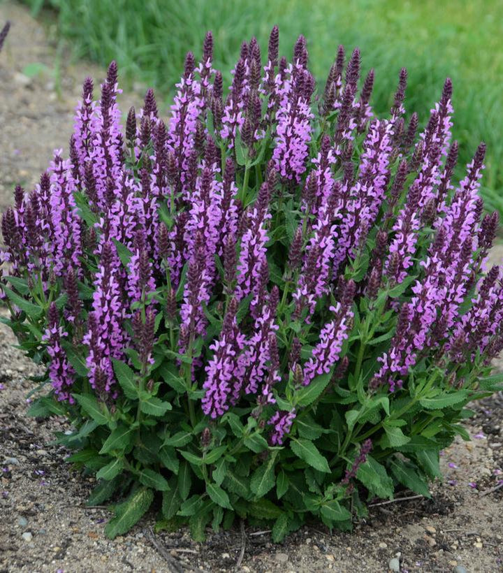 1G Salvia nemerosa 'Pink Profusion' Perennial Salvia: Patent PPAF 1010947