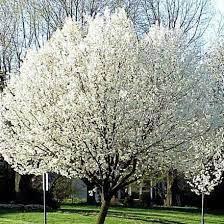 15G PYRUS X `RED BARTLETT` (PEAR) GROW BAG Red Bartlett Pear 1020365