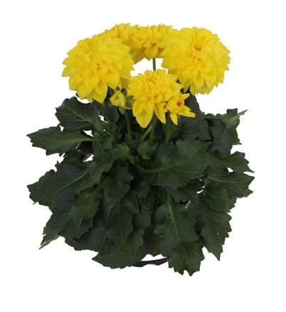 4.5" Dahlia - Labella Medio Yellow