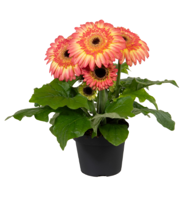 8" TP Gerbera - Joybera Sunrise