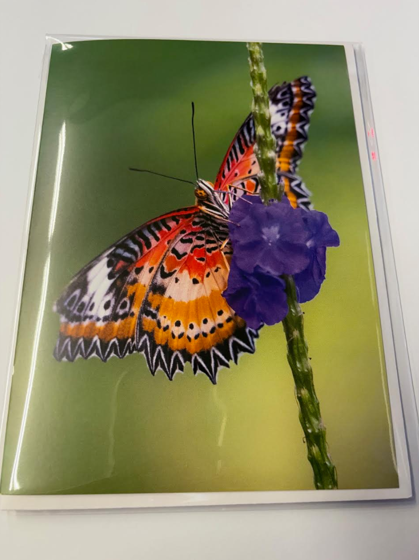 Leopard Lacewing Butterfly in Flowers - Greeting Card w/ Envelope