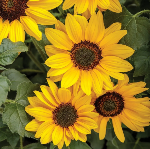 6.5" Helianthus - Suncredible 'Yellow' - Sunflower