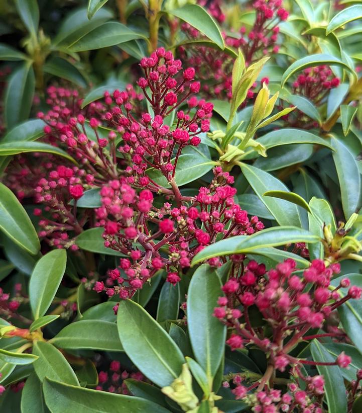 5G Kalmia lat. 'Sarah' Sarah Mountain Laurel 1001324