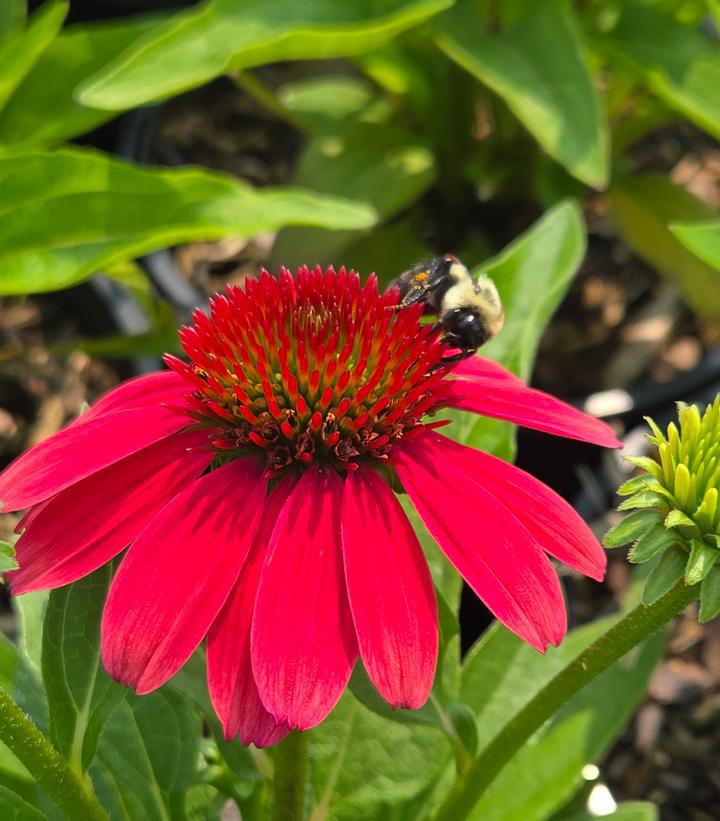 1G Echinacea Sunmagic 'Vintage Lipstick' - Coneflower - 1023104
