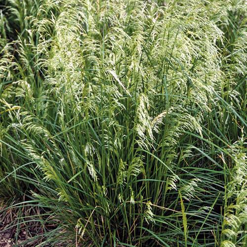 1G Deschampsia Cespitosa 'Pixie Fountain' - Dwarf Tufted Hair Grass - 1005659