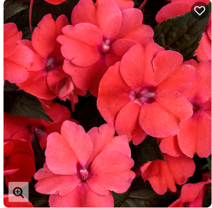 6" Sunpatiens