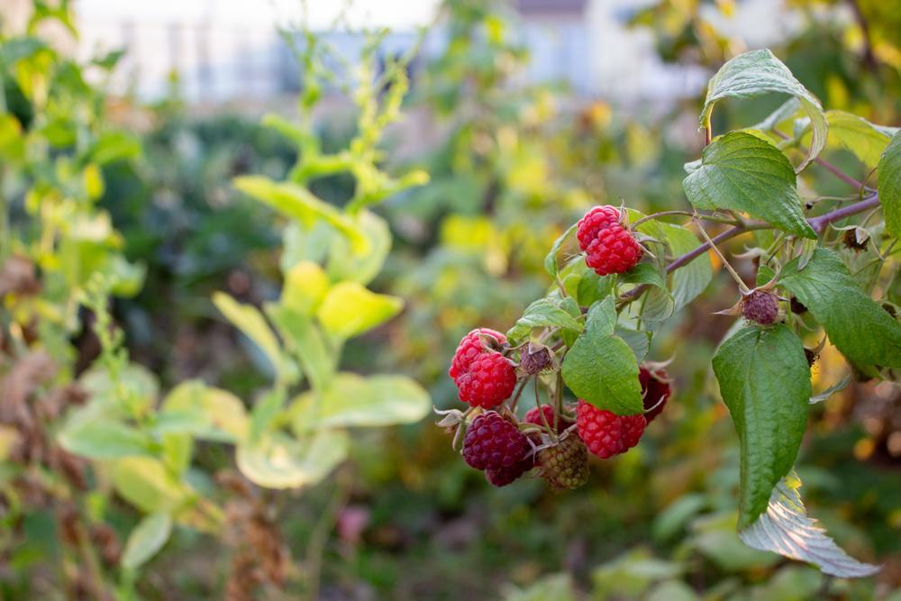 3G Raspberry Bush - Nova - 5975