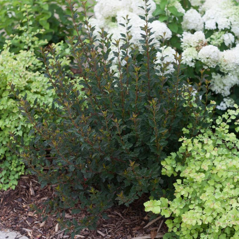 2G PW Physocarpus Opulifolius 'Tiny Wine' - Ninebark - 1006052