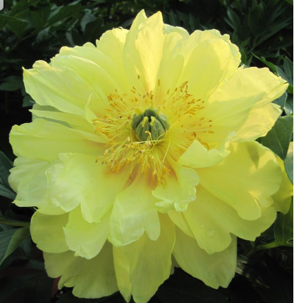 3G Paeonia X ITOH 'Bartzella' - Peony - 1021720