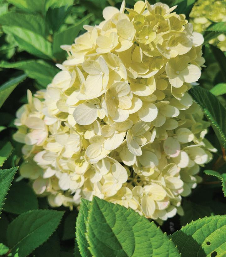 3G Hydrangea pan. 'Little Lime Punch' ('SMNHPH') Little Lime Punch® Panicle Hydrangea: Patent PP33207 1013474