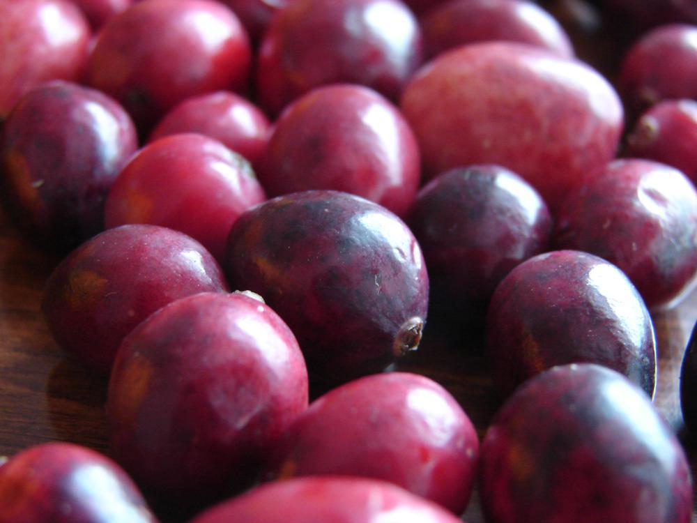 1G Vaccinium macrocarpon Pilgrim Pilgrim Cranberry 1004295